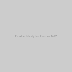 Image of Goat antibody for Human Nrf2